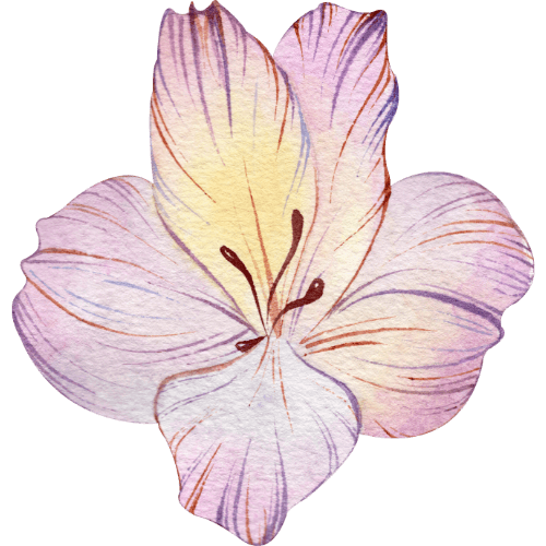 Alstroemeria.png