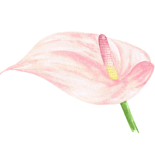 Anthurium.png