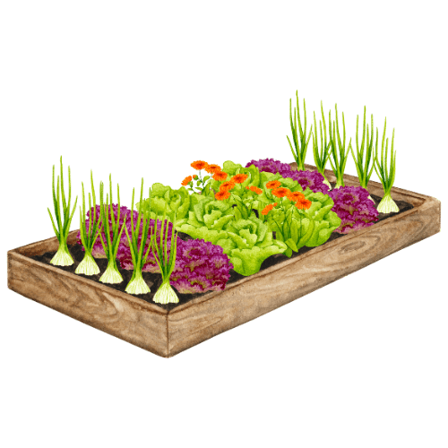Bedding-Plants.png