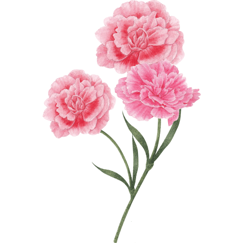 Carnation.png