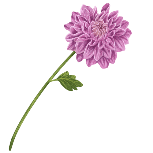 Chrysanthemum.png