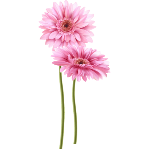 Gerbera.png