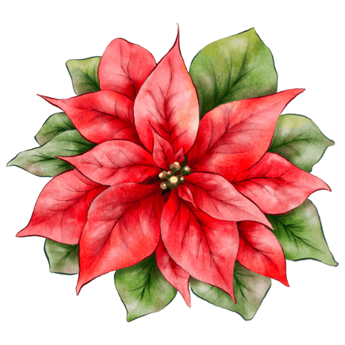 Poinsettia.png