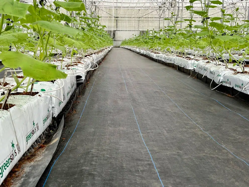 Growbags.jpg